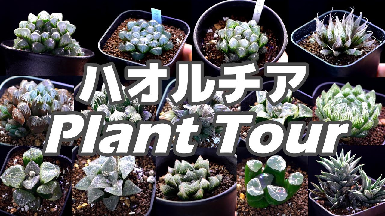 【多肉植物】まるで宝石！ハオルチアPlant Tour 初心者におすすめの31種類！【プラントツアー】
