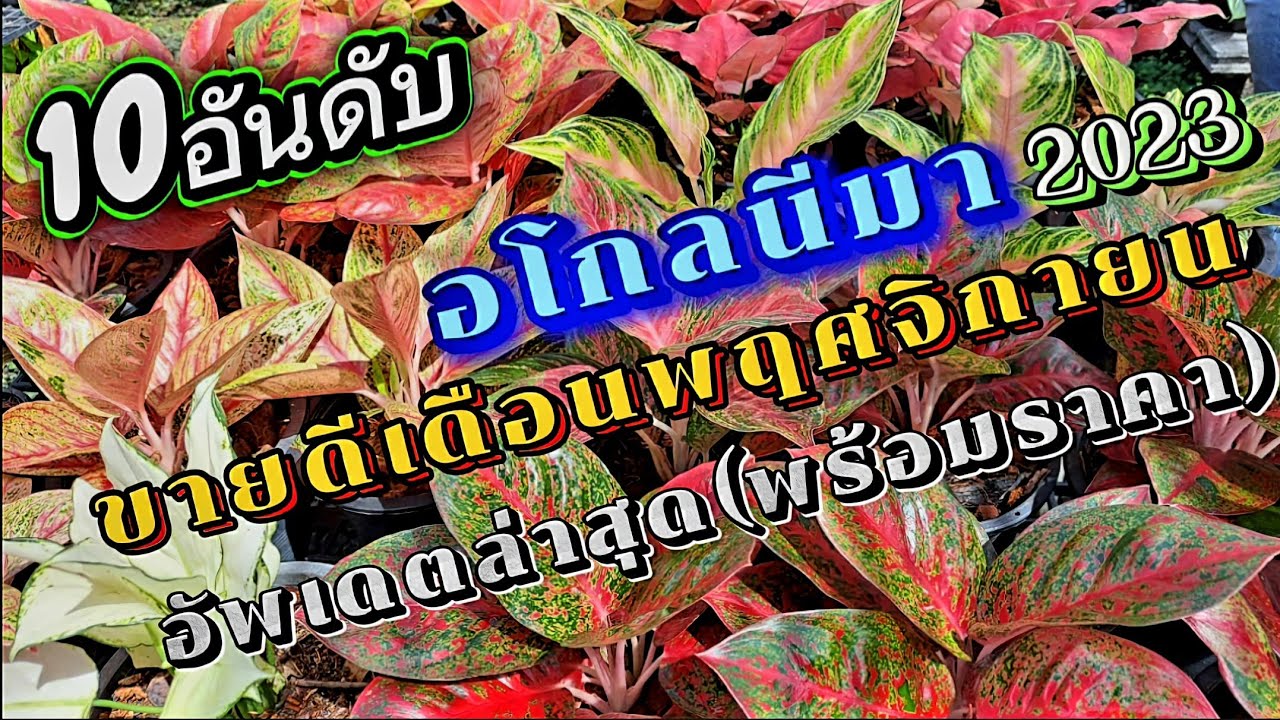 10อันดับ💢 อโกลนีมา Agoneema ขายดี‼️เดือนพฤศจิกายน 2023 อัพเดตล่าสุด[พร้อมราคา]ID Like 081-0716584