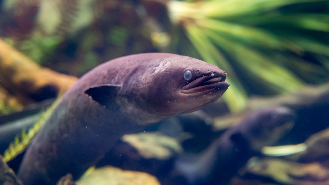 How much do you know about longfin eels?