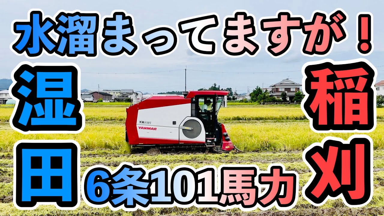 湿田の稲刈り！水が溜まっていても刈ります。