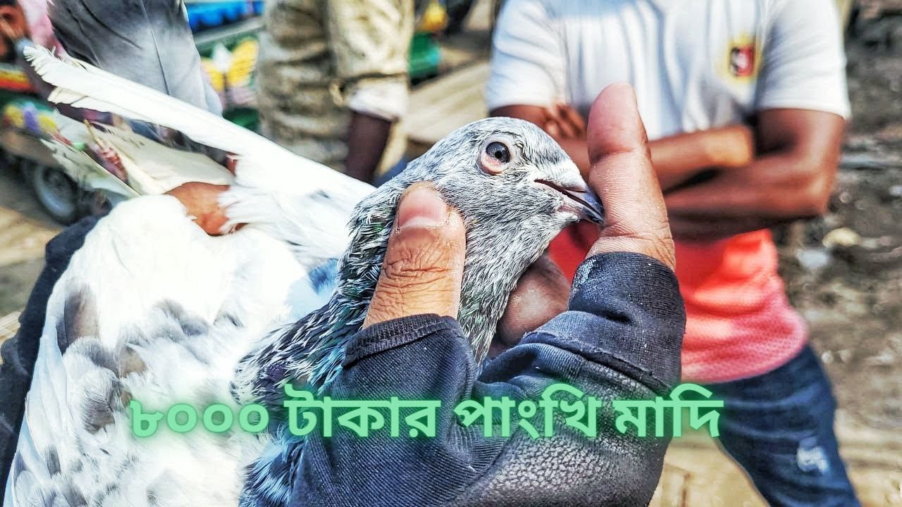 আজকের হেমায়েতপুর কবুতরের হাট💖 | Miraj Pigeon