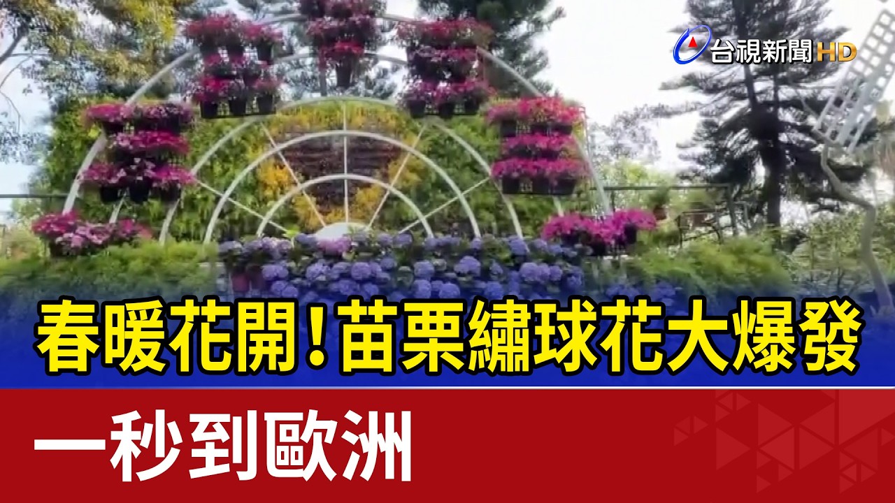 春暖花開！苗栗繡球花大爆發 一秒到歐洲