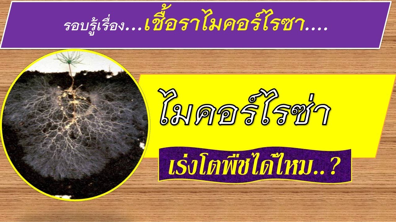 เชื้อราไมคอร์ไรซา(Mycorrhiza)..เร่งราก เร่งโต ป้องกันโรคพืชจริงไหม..?