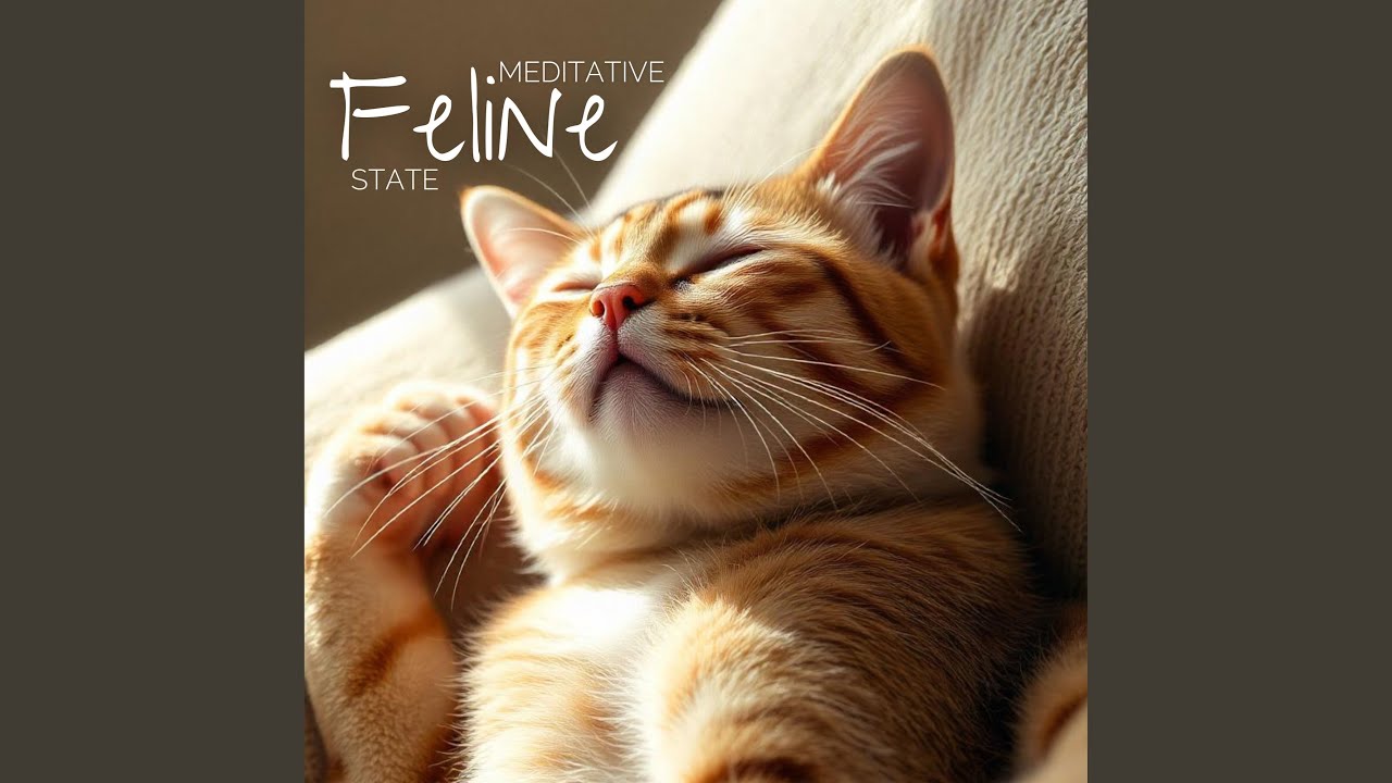 Midnight Murmurs for Kittens