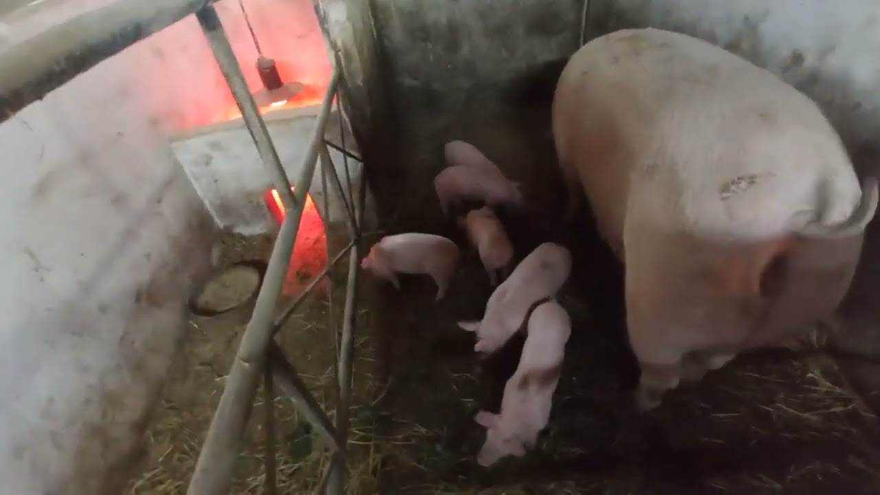 Відео за 15.04.2023 як розпочати свинарство🐷// скільки потрібно коштів/ціни на м'ясо та сало