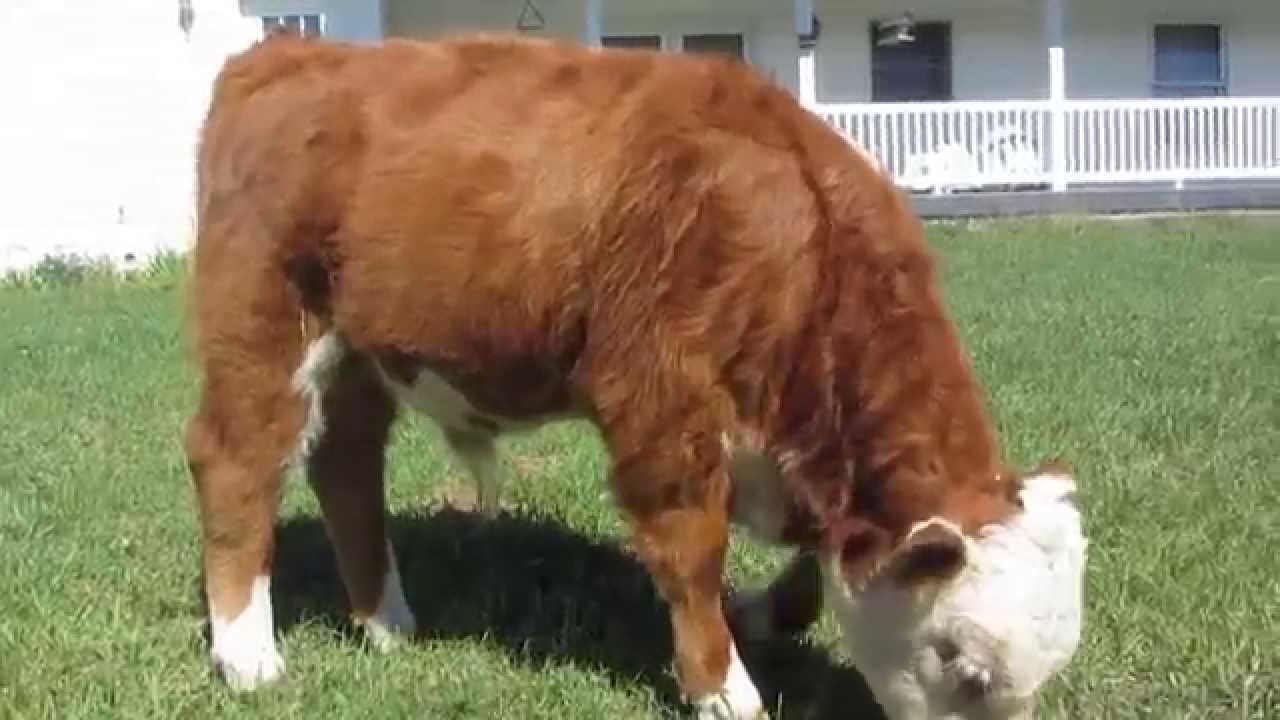 2014 Miniature Hereford Calves