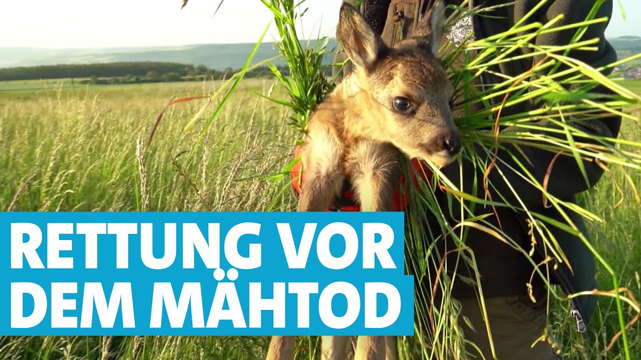 Kitzrettung mit Drohnen