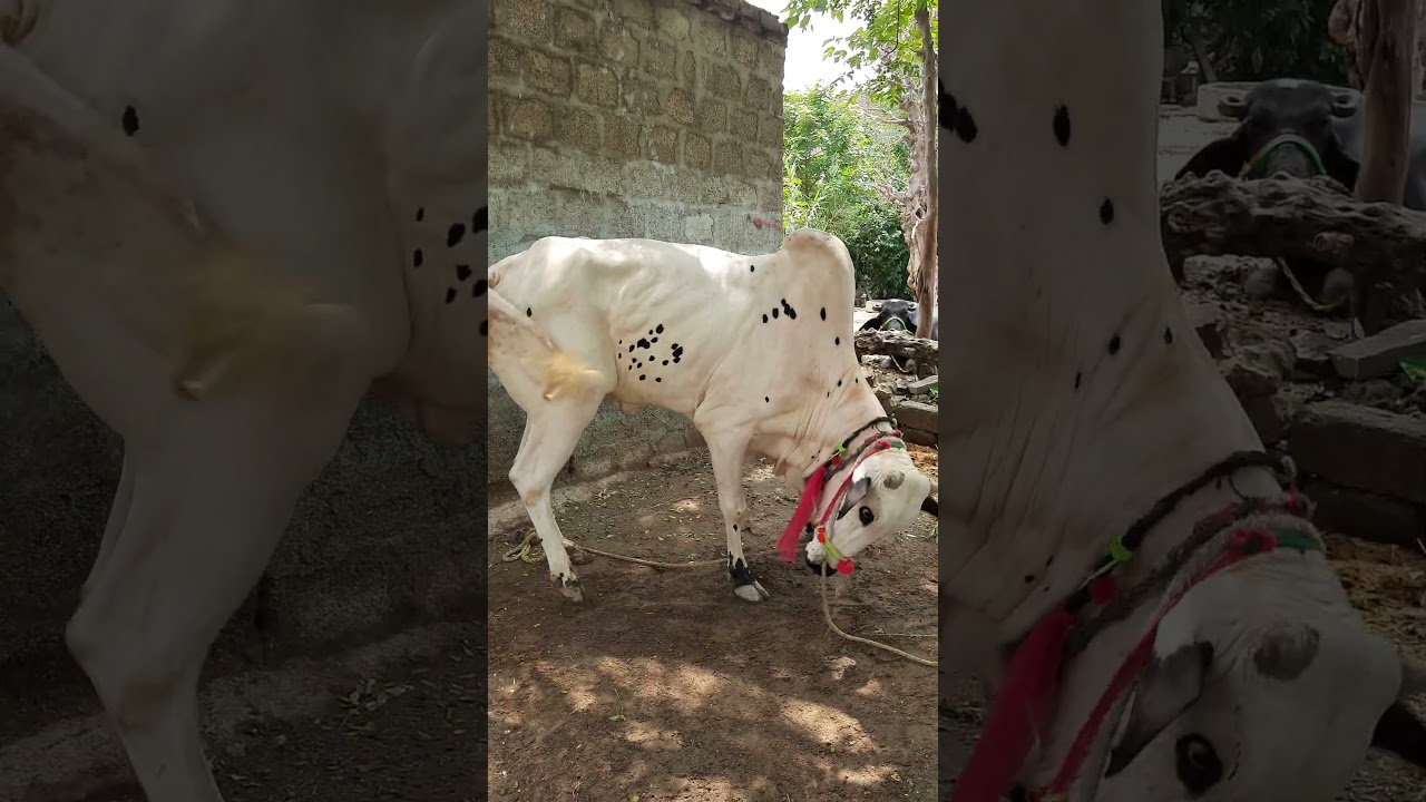 Qurbani Ka Bail #youtube #viralvideo #shortvideo #trending #qurbanicollection .