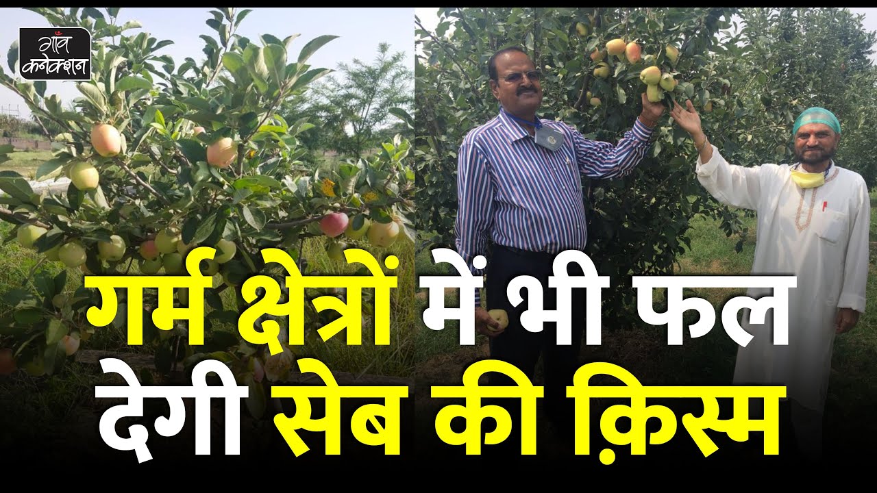 हिमाचल और कश्मीर में ही नहीं, गर्म क्षेत्रों में फल देगी सेब की ये किस्म || Hariman 99 Apple Variety