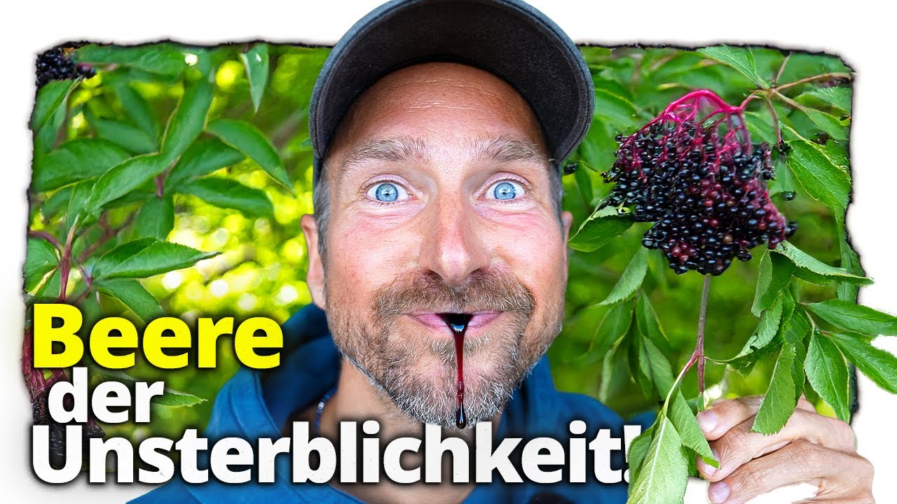 Die dunkle Frucht der Langlebigkeit: Ein Schluck davon und du lebst ewig