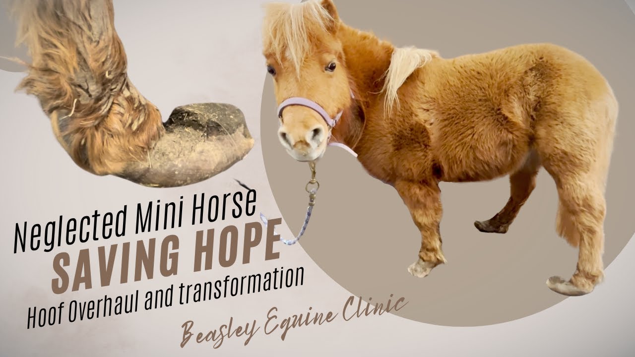 NEGLECTED mini horse -- Hoof transformation for Hope -- YOU WON'T BELIEVE THE END!!