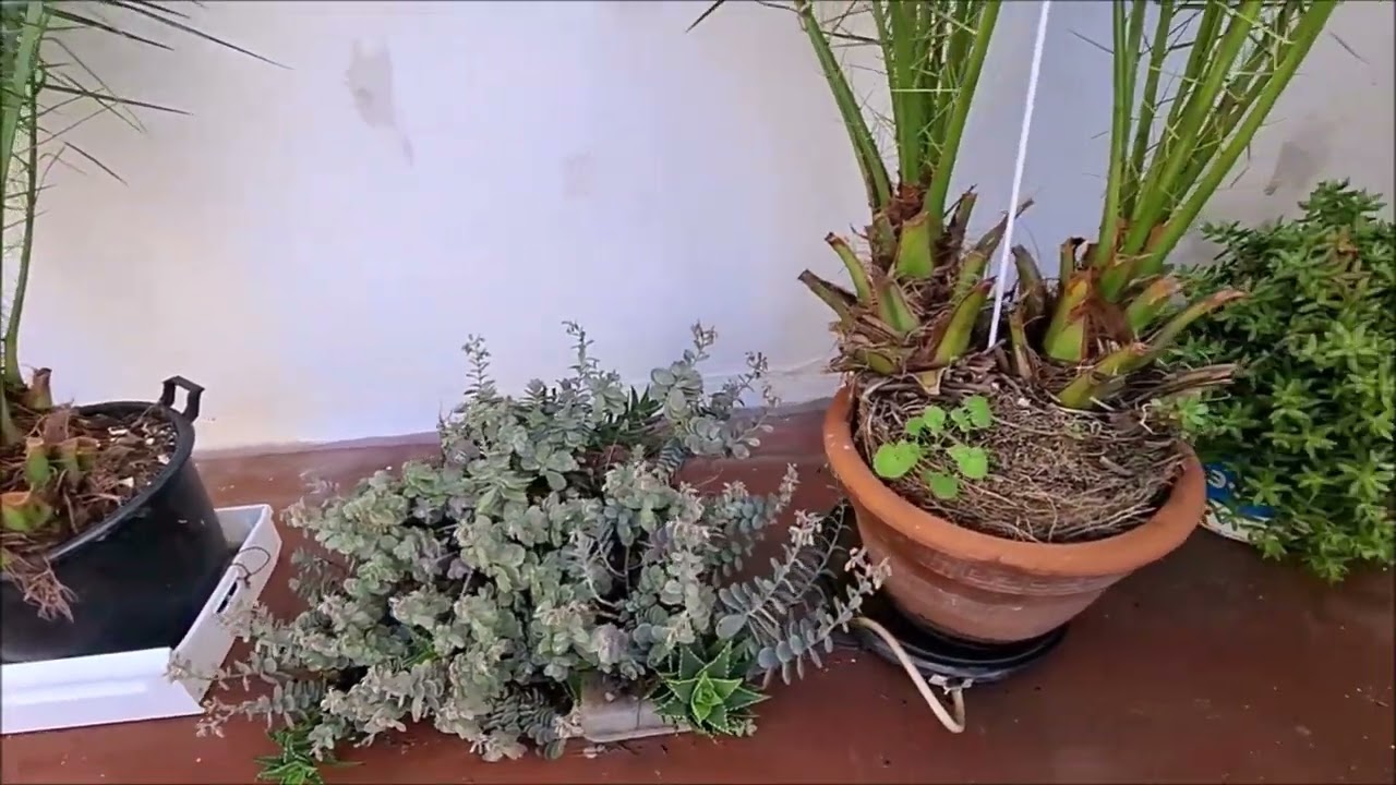 PATIO DE MÍ PASATIEMPOS DE NUESTROS VECINOS