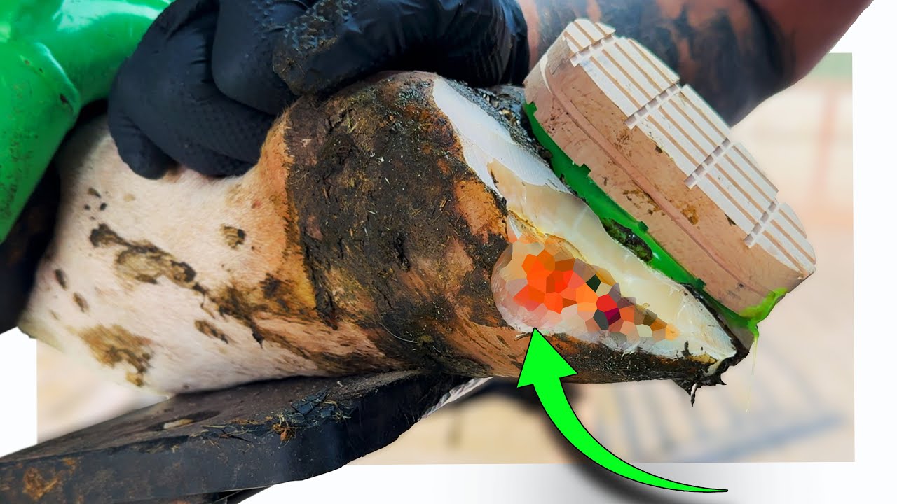 a WHITE LINE LESION, a SOLE ULCER & being sprayed in the FACE!