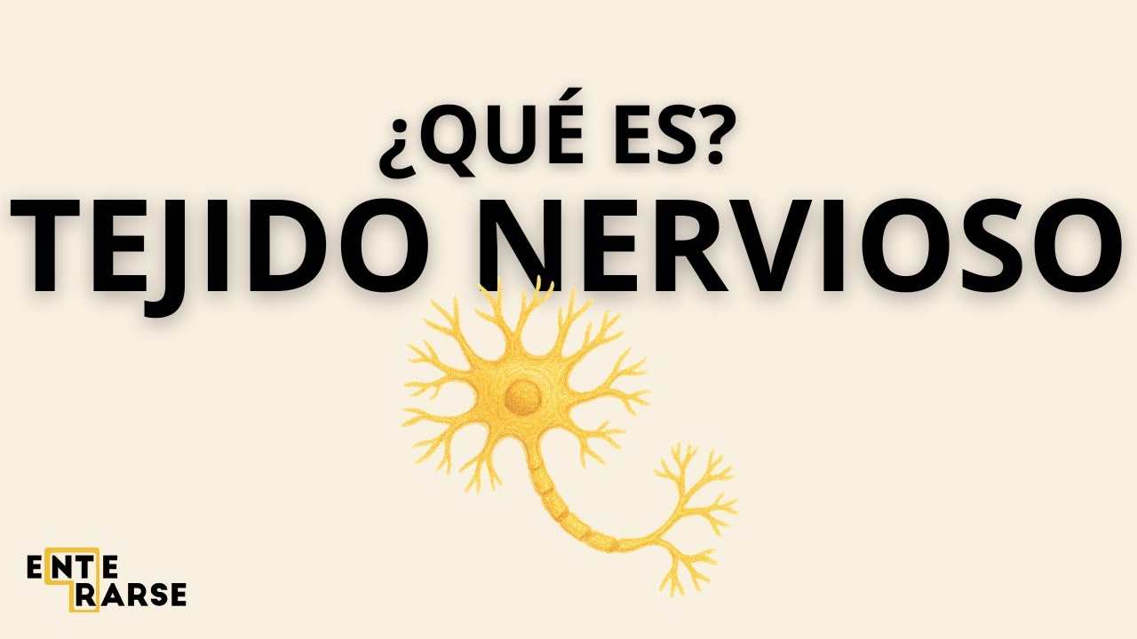 &iquest;Qu&eacute; es el tejido nervioso? - Enterarse