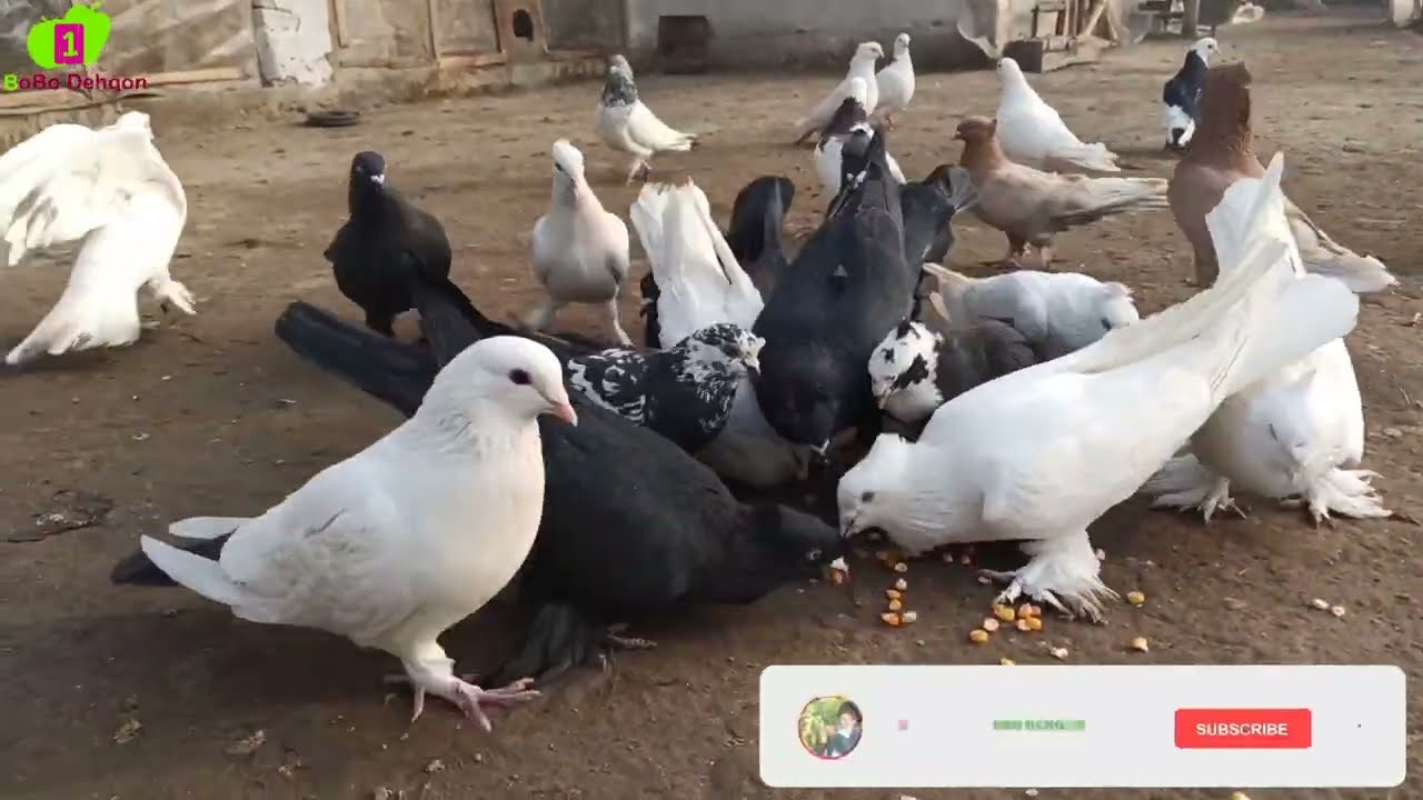 КАБУТАРЛАР зурлари учмалари IBROHIMJONNIG UYIDAGI KABUTARLAR АНЖАНИСКИЙ ГОЛУБ FLY PIGEONS 14-Yanvar