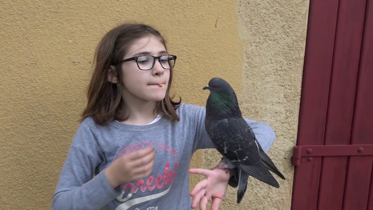 Pigeon Comment  le pigeon miraculé se comporte t-il  avec les humains  LC VIDEO