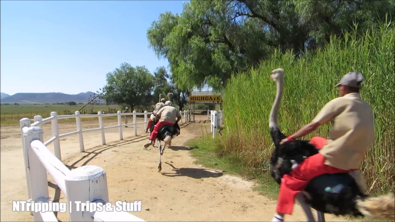 Why Ostrich Racing Is South Africa's Best Kept Secret