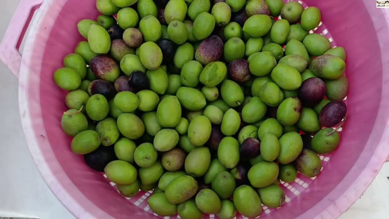 ماذا تعني زيت الزيتون البكر