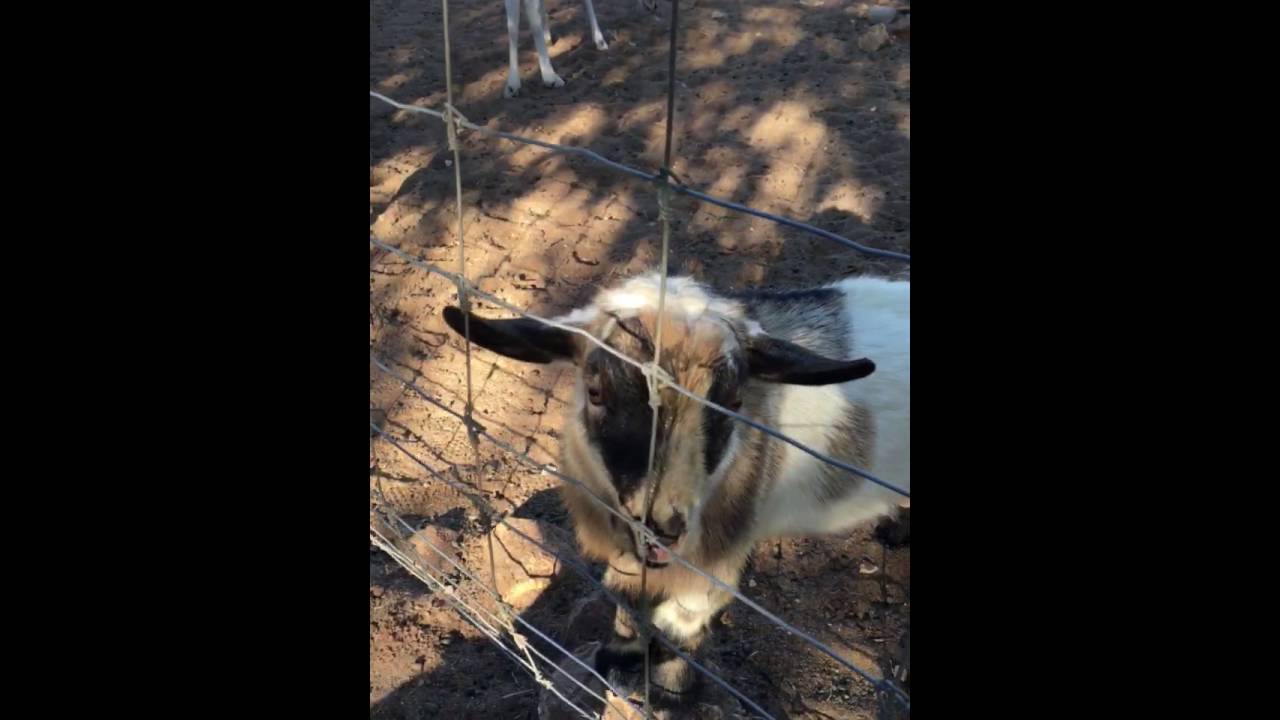 Goat Pee's on Face