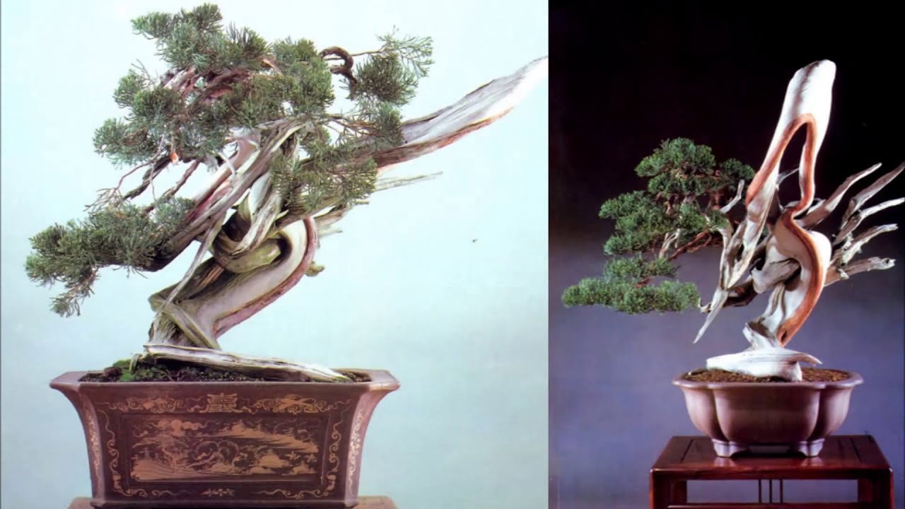 Bonsai before and after 2/Bonsai Master - Masahiko Kimura- бонсай до и после