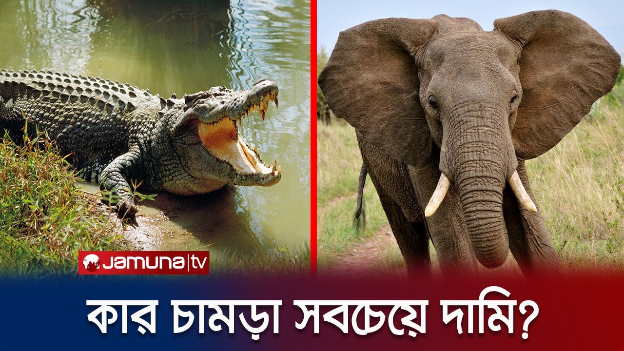 কোন প্রাণীর চামড়া সবচেয়ে দামি? | Leather | Elephant | Crocodile | Jamuna TV