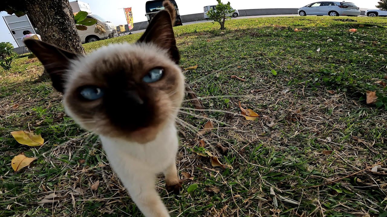 リラックスできる音楽と猫。睡眠音楽。やっぱり猫が好き。野良猫の日常