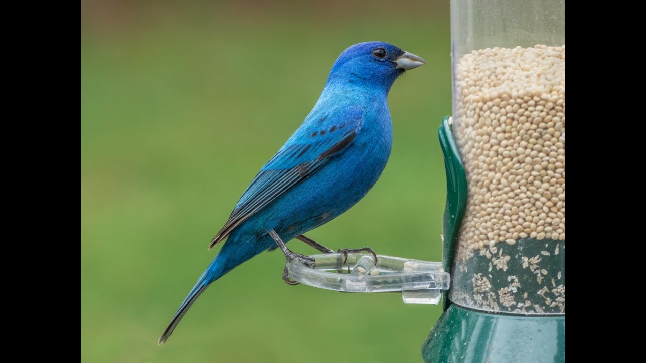 Azulejo, Indigo Bunting, Passerina Cyanea - Cantando (Singing)