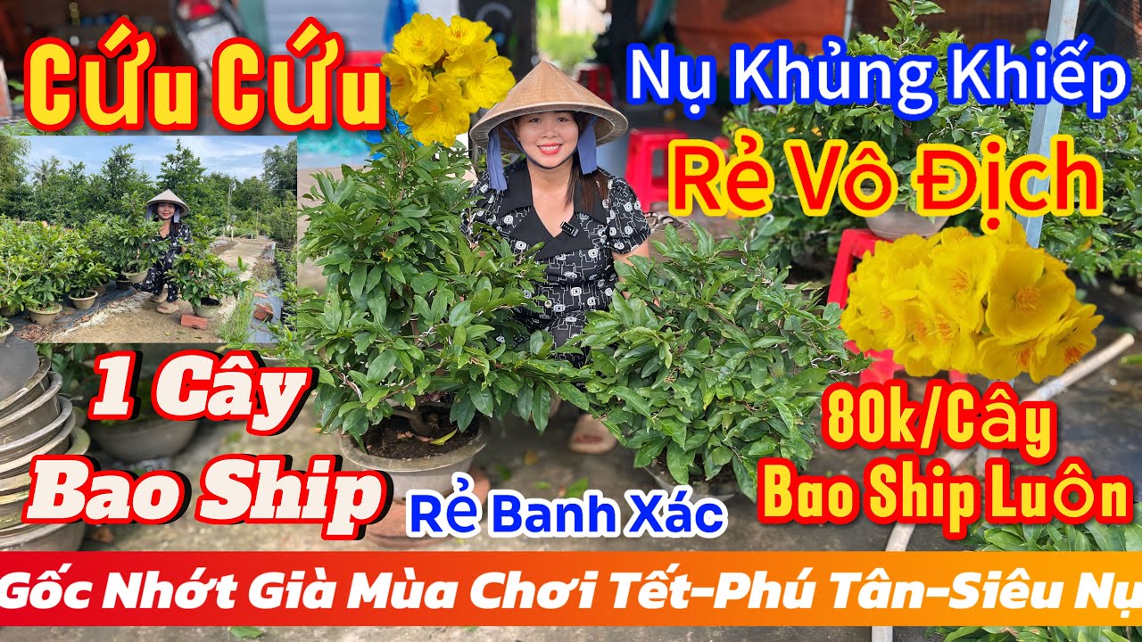 8/12☎️0373398572☎️🌲mai vàng chơi Tết🌲80k Vẫn Bao Ship-giảo phú tân-tân châu-thọ hương-1Cây Bao Ship🌲