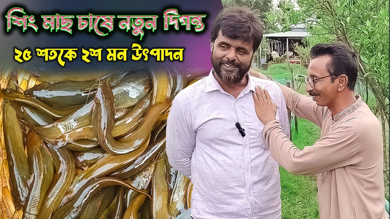 শিং মাছ চাষে নতুন দিগন্ত, ২৫ শতকে ২শ মন টার্গেট। Catfish.bd.444
