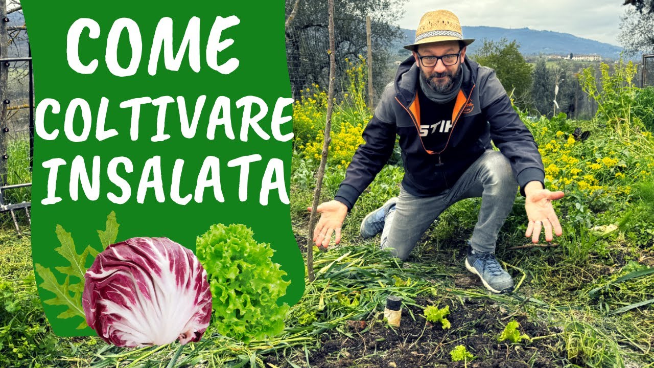 COLTIVARE INSALATA nell'ORTO: i consigli base e i 5 errori da evitare