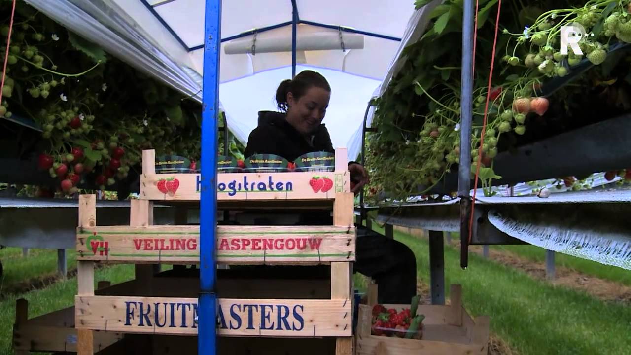 Meelopers - De aardbeienplukster