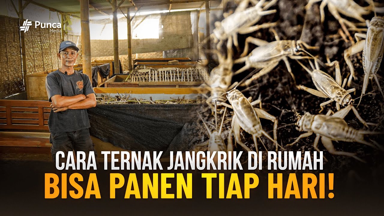 Cara Ternak Jangkrik Paling Mudah dan Sederhana Dirumah, Pemula Bisa Langsung Panen!