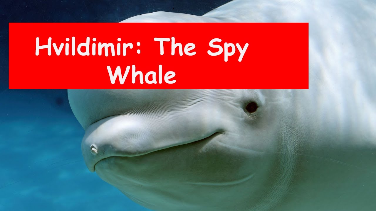 Hvaldimir: Russian Spy Beluga Whale in Norway