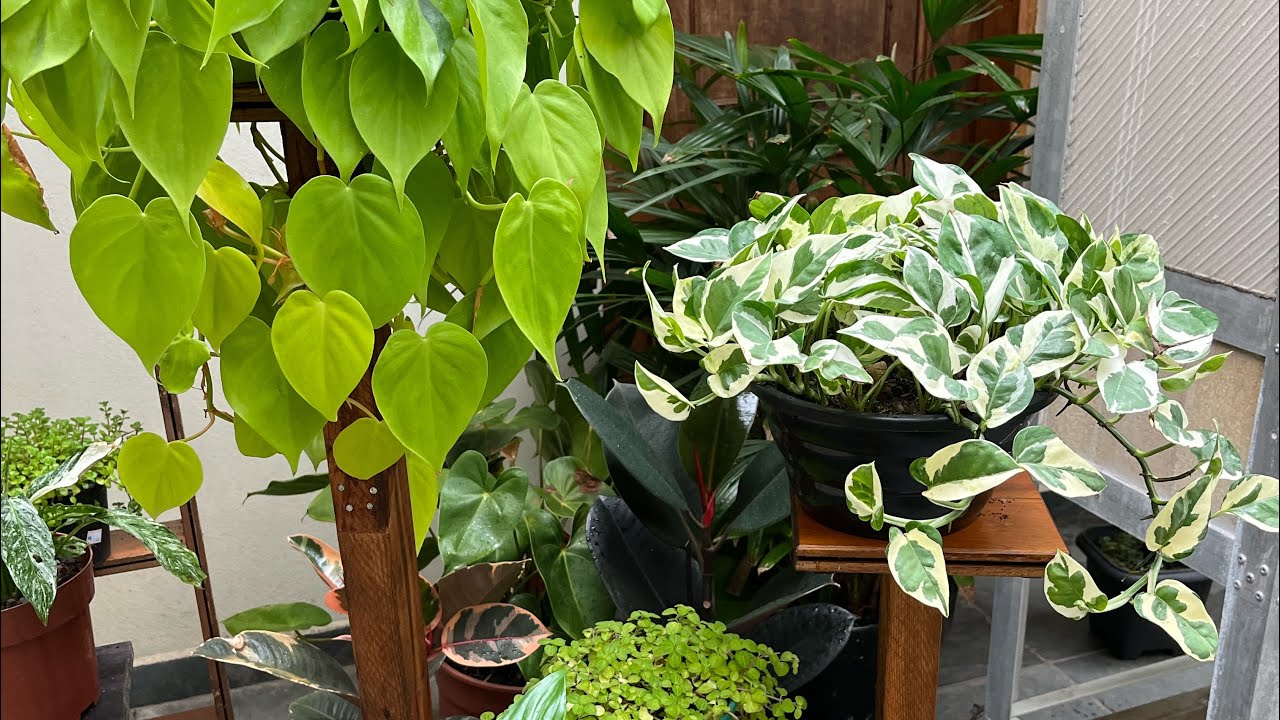 Atualização dos replantes no meu cantinho verde 🪴
