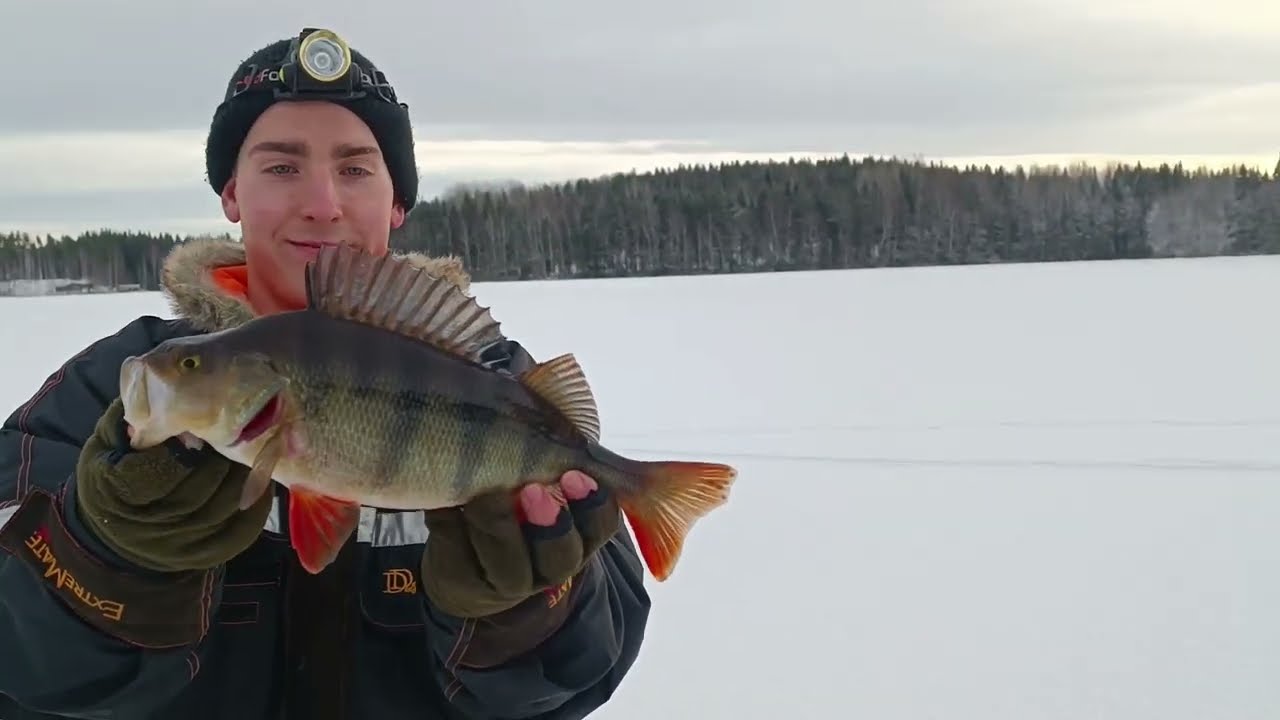 ISON AHVENEN TÄSMÄKALASTUS TALVELLA | AHVENEN PILKINTÄ | LOWRANCE ACTIVE TARGET