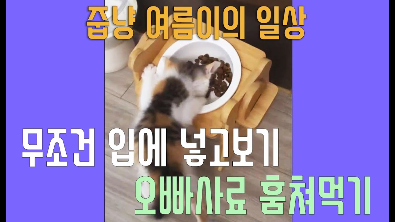 #오빠사료훔쳐먹기