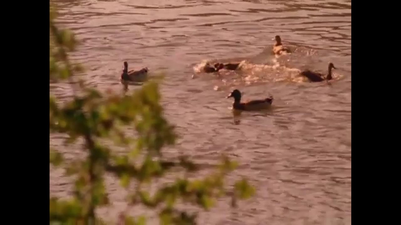 look at that, ducks on a lake!