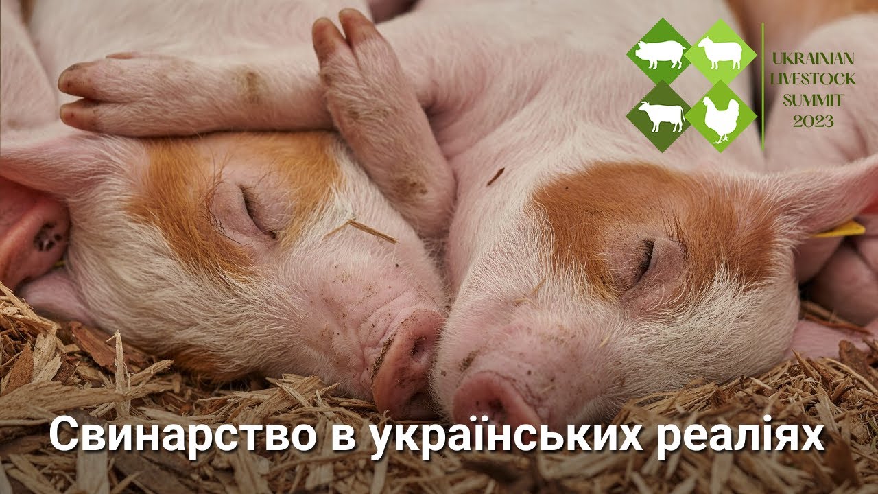Свинарство в Україні сьогодні прибуткове? Про нагальні питання на Ukrainian Livestock Summit