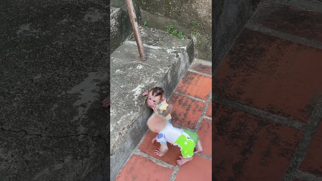 funny baby monkey walking