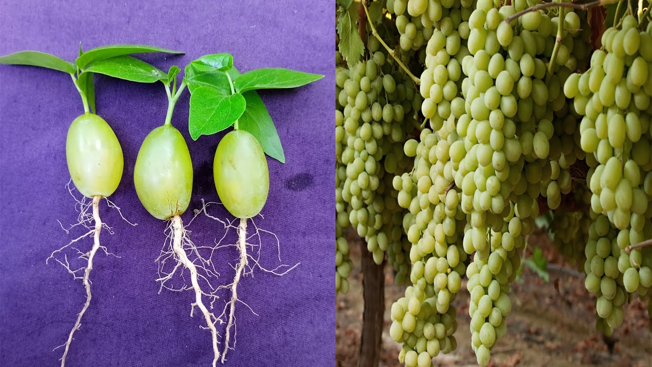 Growing Green Seedless Grapes Plant at Home | Planting Green Seedless Grapes | Grow Green Garden