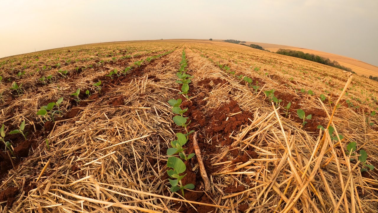 A soja nascida e desenvolvendo mesmo sem chuva