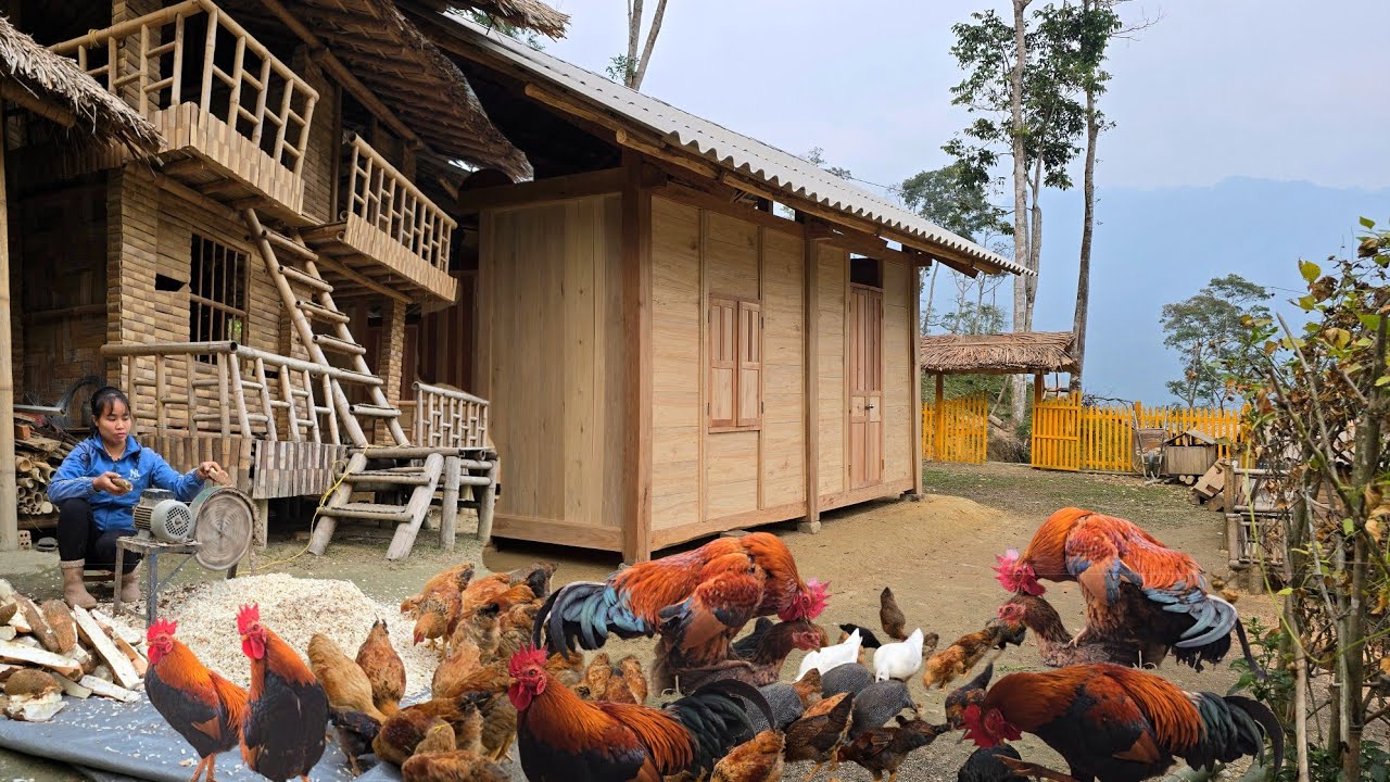 The girl's daily life after completing the wooden house - taking care of chickens and pigs