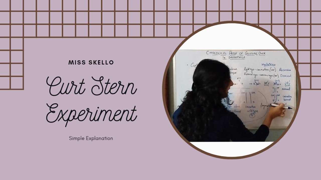 Cytological Proof of Crossing Over: The Curt Stern Experiment.
