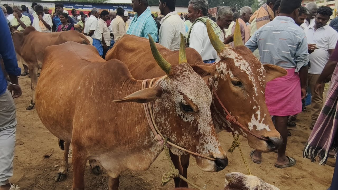 மட்றப்பள்ளி நாட்டுமாட்டுச்சந்தை திருப்பத்தூர் மாவட்டம்