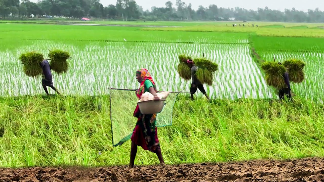 বর্ষায় গ্রামীণ জীবন || Panorama Documentary