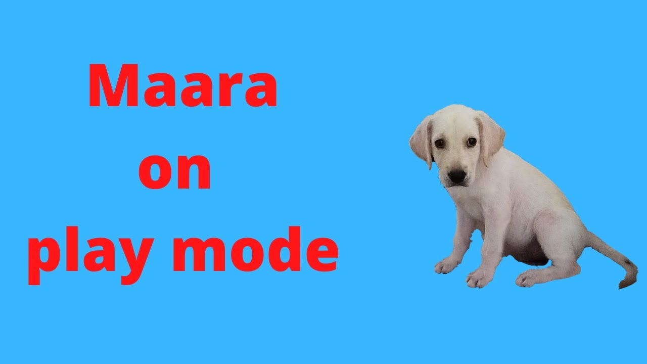 maara on play mode. maara the labrador.