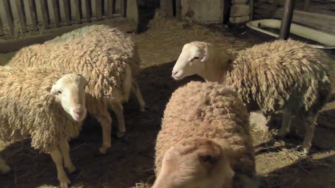 Quzu bordağı. son nəticə ve qazanc. Boz Kere sortu ilə. #sheep #çiftlik #quzular
