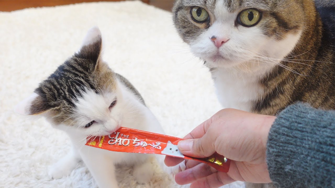 初ちゅーるが美味し過ぎて豹変する子ねこ。-The treat is so delicious that Kitten Miri becomes a beast.-