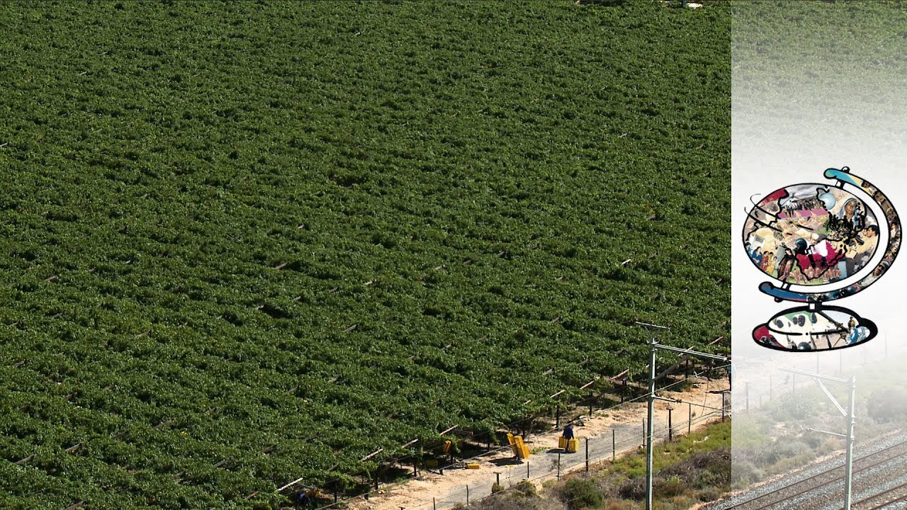 The Dark Side Of South African Vineyards (2014)