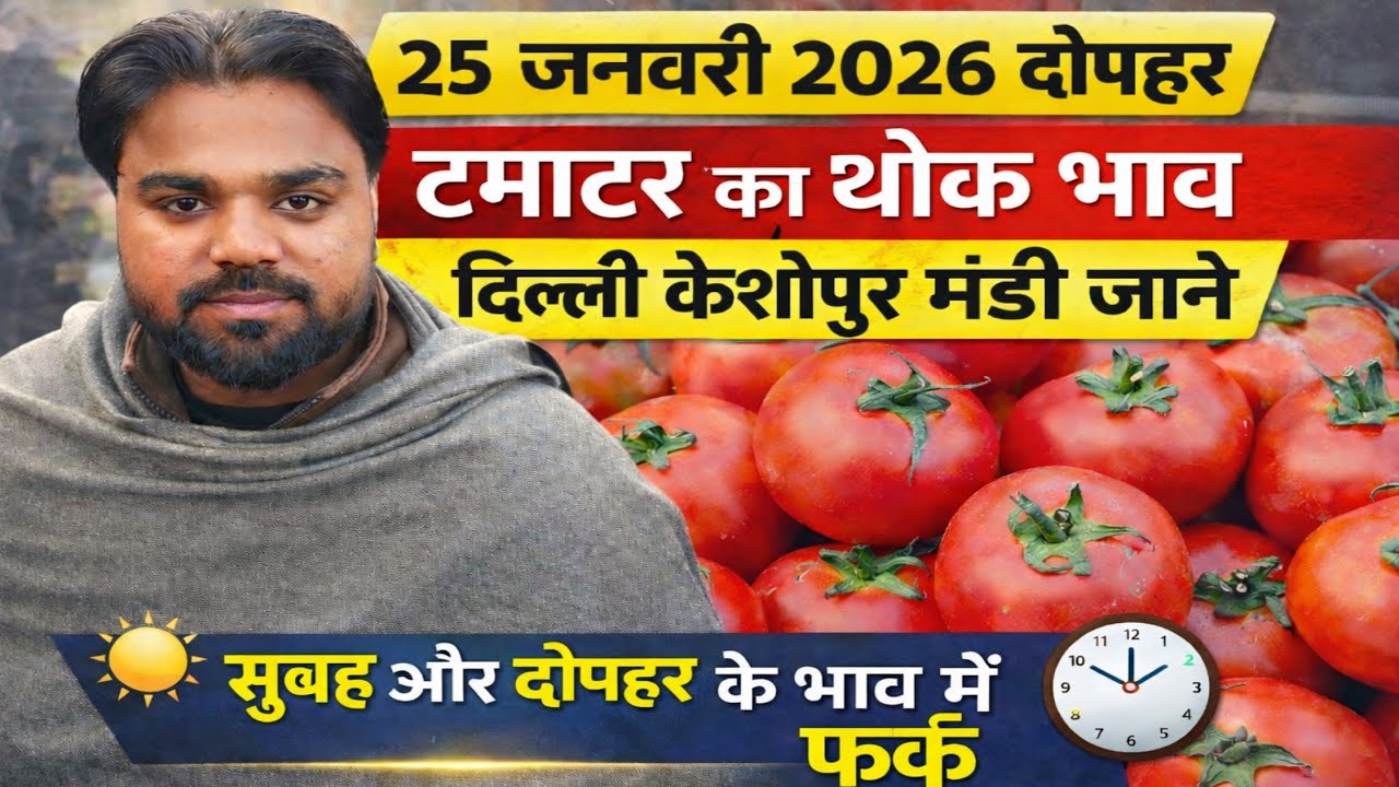 25 जनवरी 2026 🍅टमाटर भाव में बड़ा बदलाव 😱 | दिल्ली केशोपुर मंडी | सुबह vs दोपहर रेट #tamatar #tomato